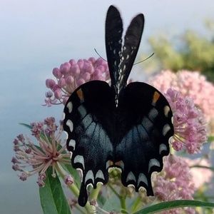 Meet your Posher, Douglas